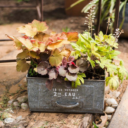 Rectangular iron planter drawer filled with colorful Heuchera and greenery in a vintage metal box on Tampa Home & Garden Store