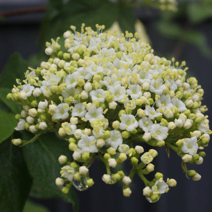 Red Balloon Viburnum plant with clusters of white flowers and yellow stamens on Tampa Home & Garden Store