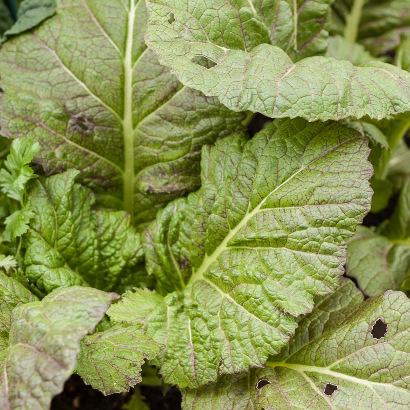 Graines de moutarde géantes rouges vertes (biologiques)