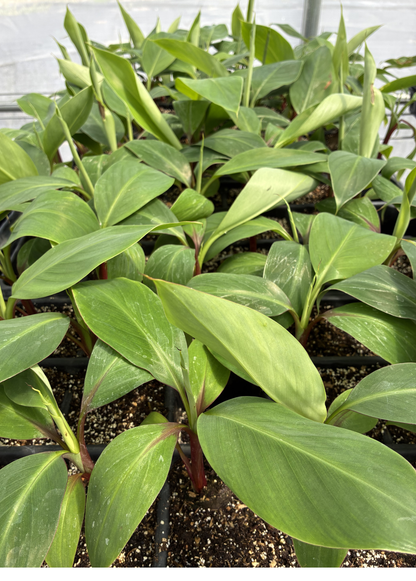 Bananier 'Red Cuban' (Musa acuminata)