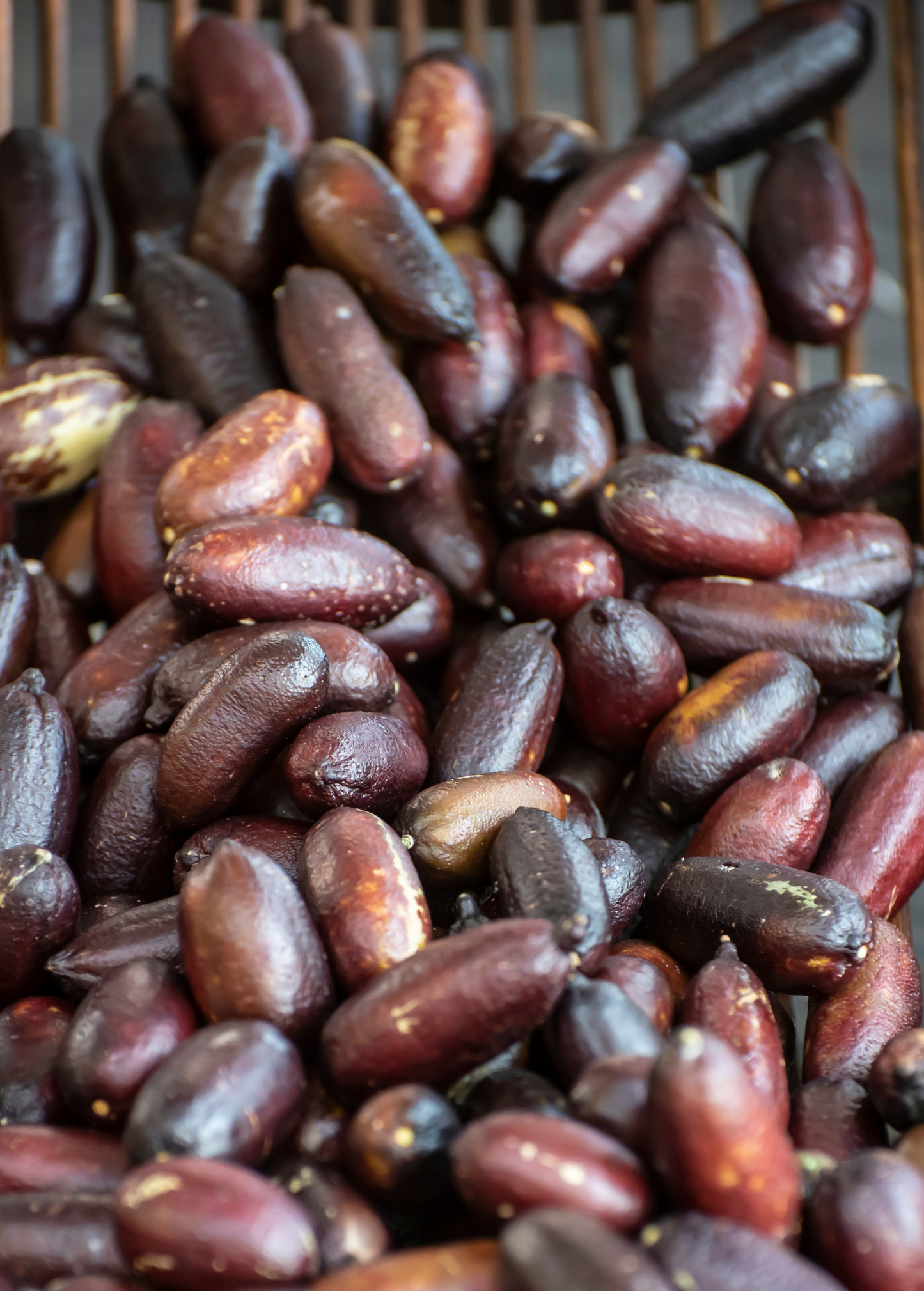 Red Finger Lime Tree (Citrus australasica)