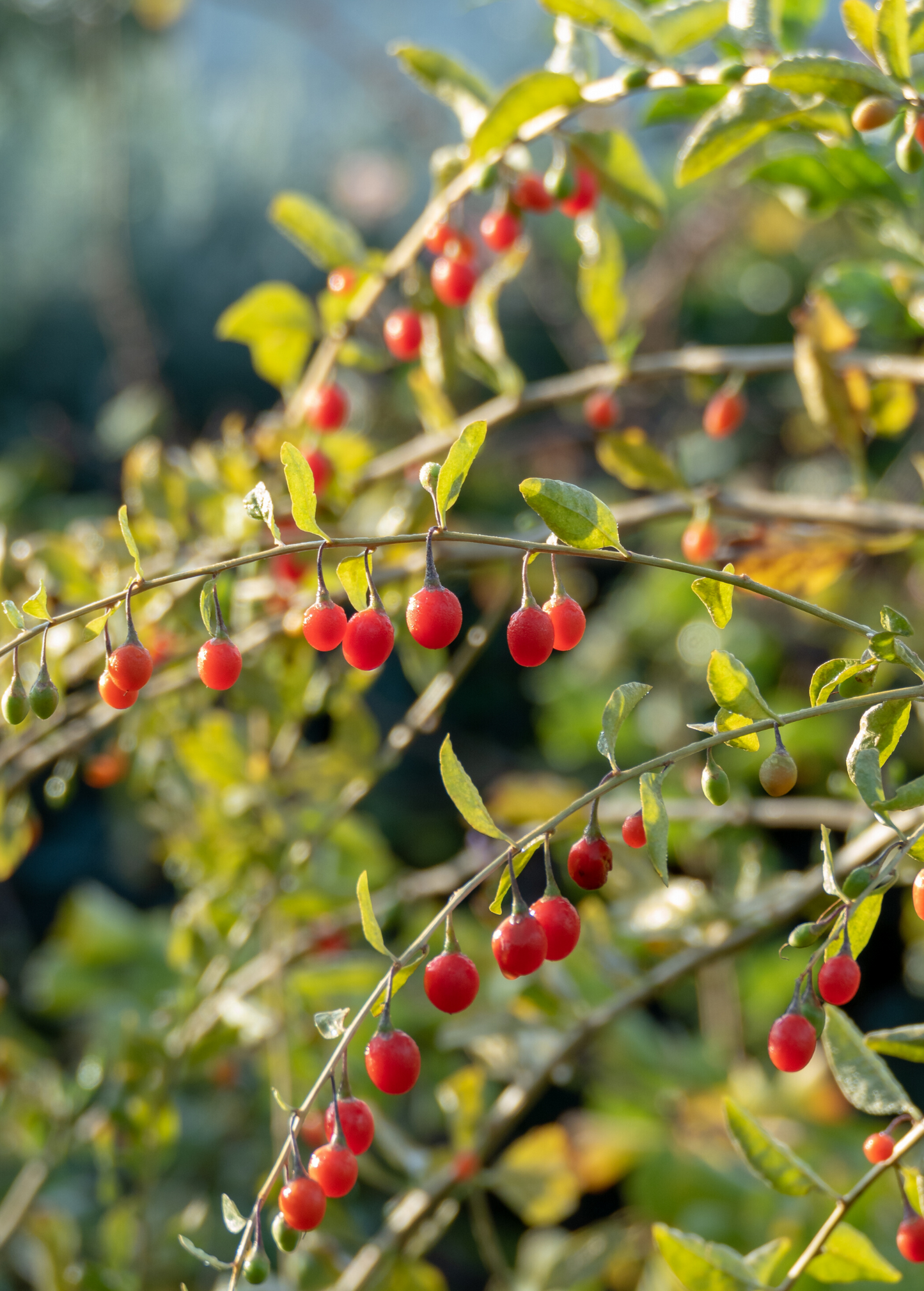 Red Goji Berry Plant (Lycium barbarum)