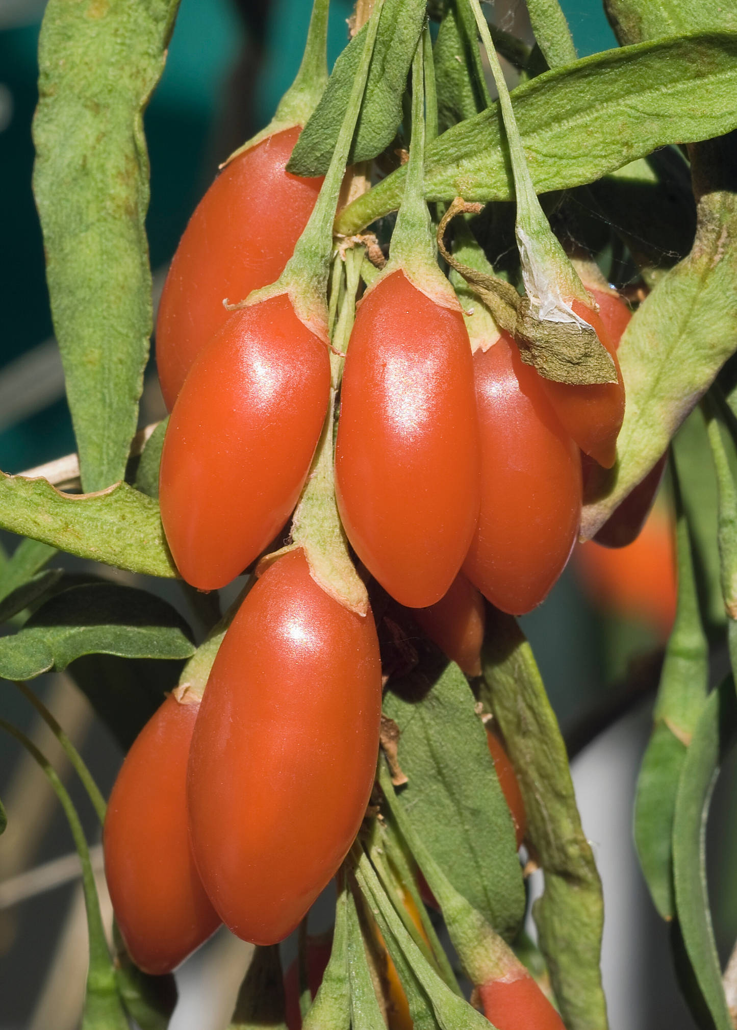 Red Goji Berry Plant (Lycium barbarum)