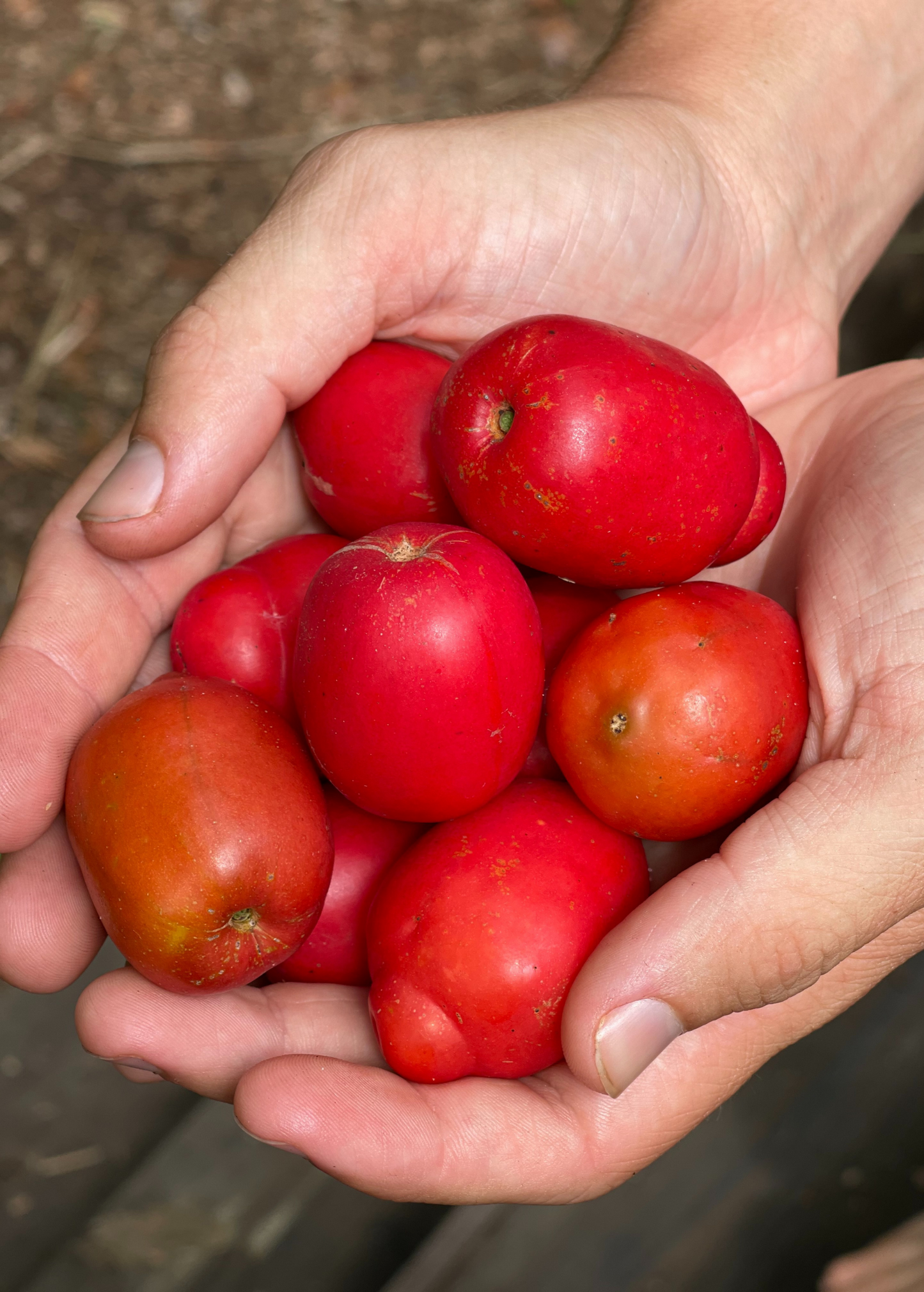 Jocote Tree, Red (Spondias purpurea)
