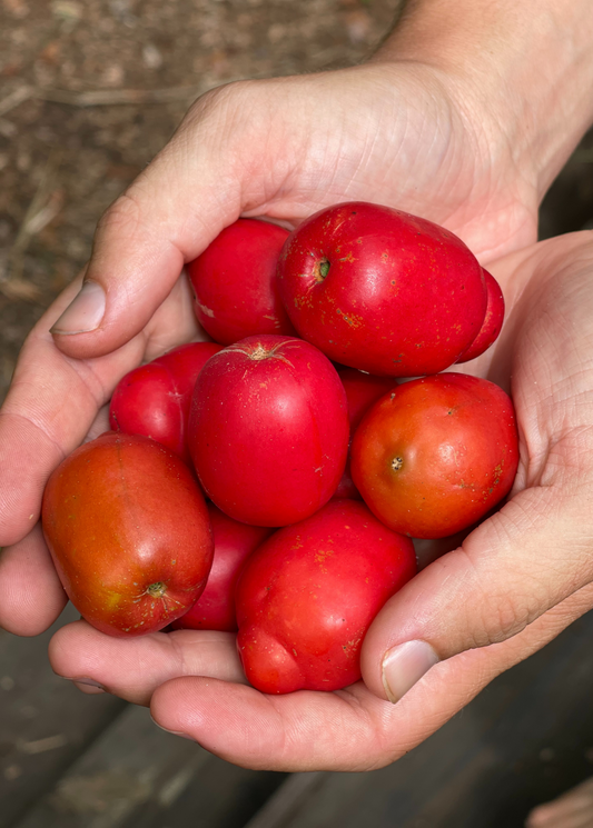 Jocote Tree, Red (Spondias purpurea)