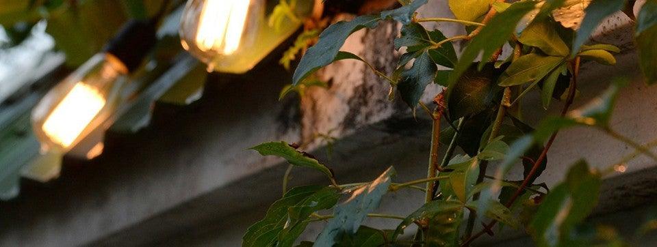 Stevvex Edison filament bulbs on outdoor string lights with ivy on Tampa Home & Garden Store