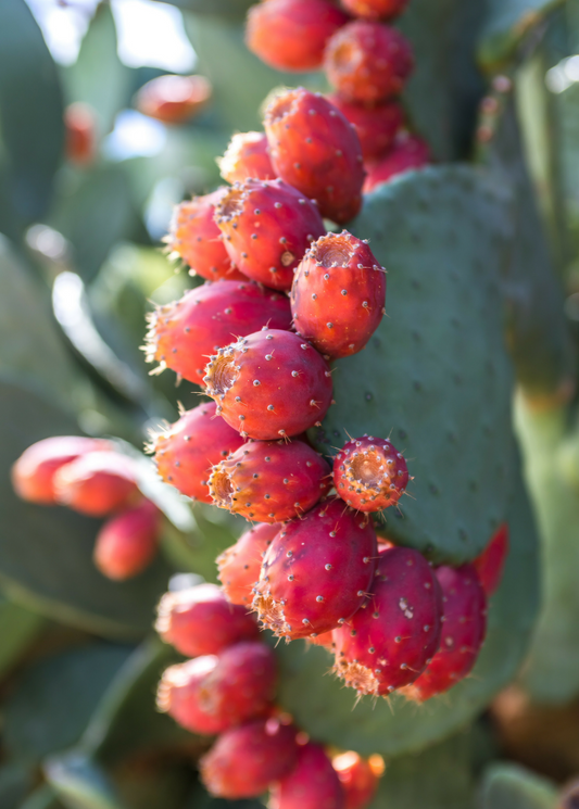 Prickly Pear fruiting plant showing red-orange Opuntia fruits on a green cactus pad Sow Exotic on Tampa Home & Garden Store