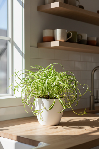 Reverse Spider Plant in white pot with green leaves on kitchen counter by Rooted Treasures Farms on Tampa Home & Garden Store