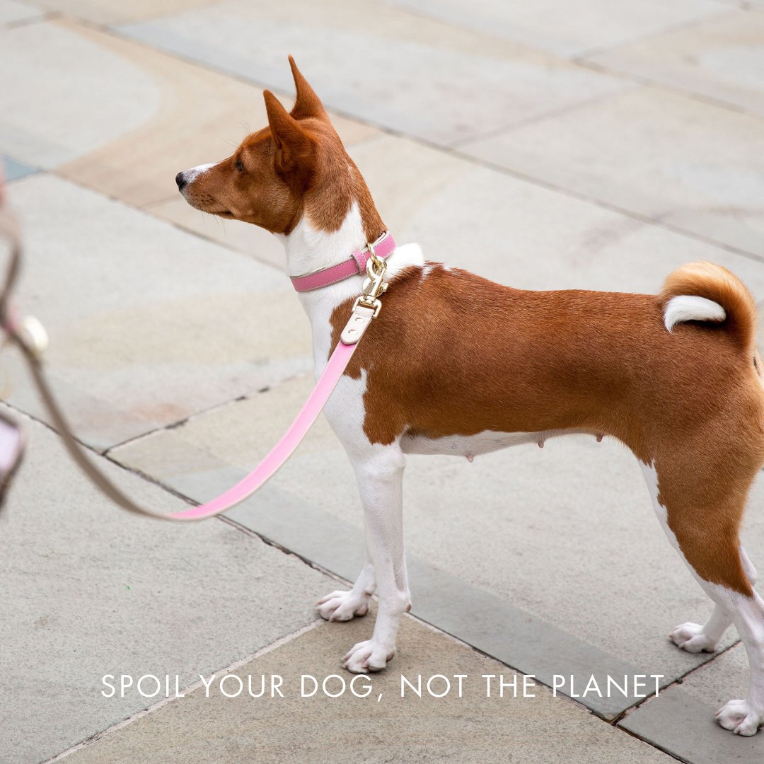 Collar - Cuero vegano - Rio