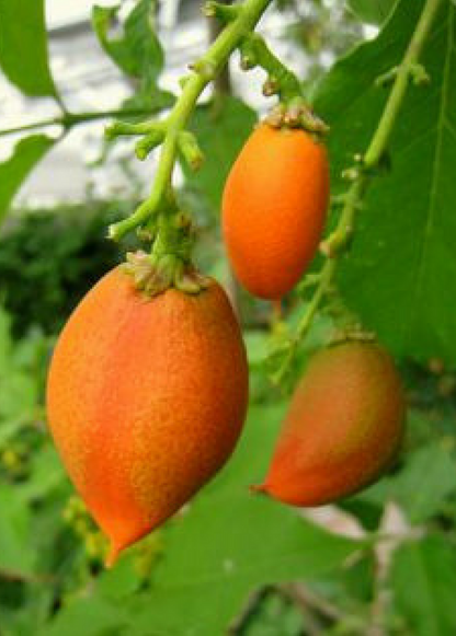Peanut Butter Fruit Tree (Bunchosia argentea)