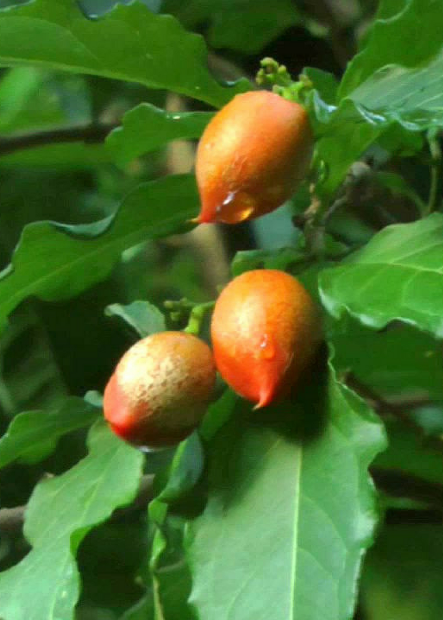 Peanut Butter Fruit Tree (Bunchosia argentea)