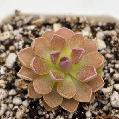 Pinguicula 'PE Formosa'