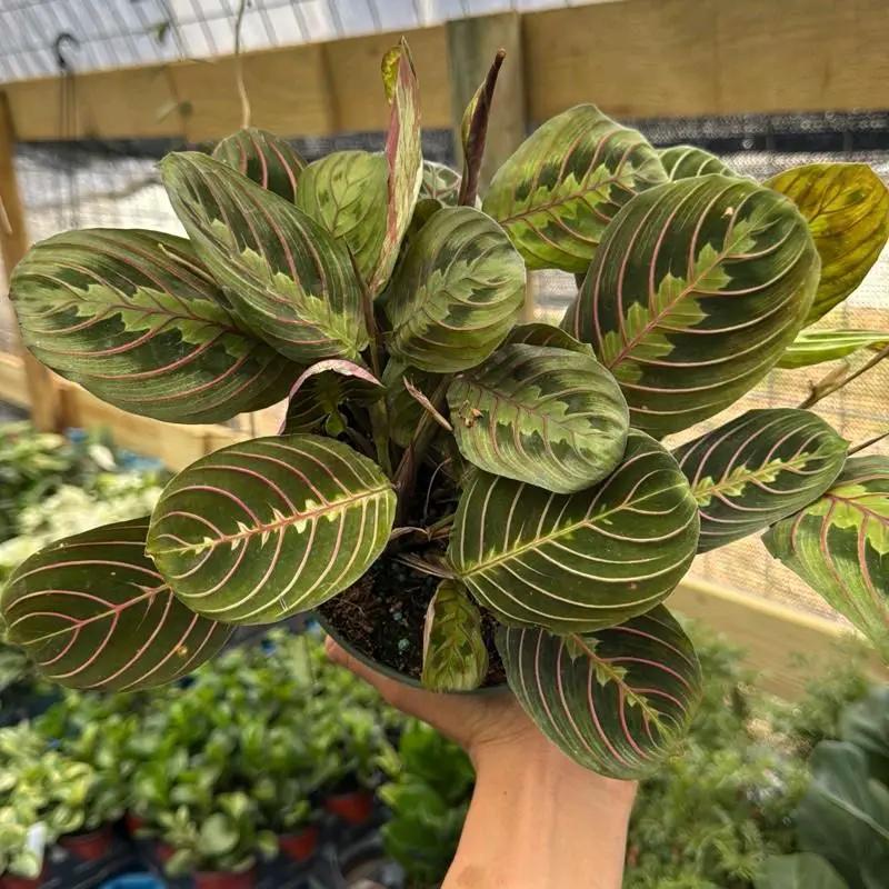 Maranta Red Prayer Plant With Red Veined Leaves