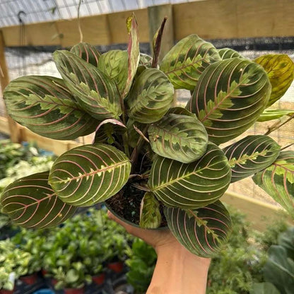 Maranta Red Prayer Plant With Red Veined Leaves