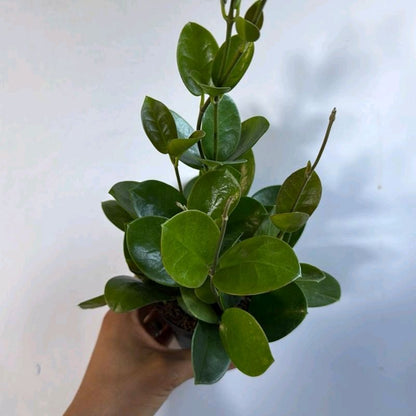 Hoya Australis Green potted houseplant by RUNOPLANTS with glossy oval leaves on Tampa Home & Garden Store