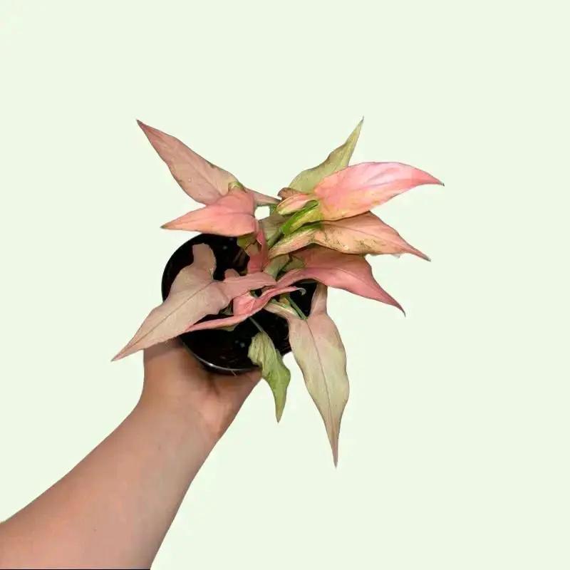 Syngonium Mystery Bundle Box With 3 Plants
