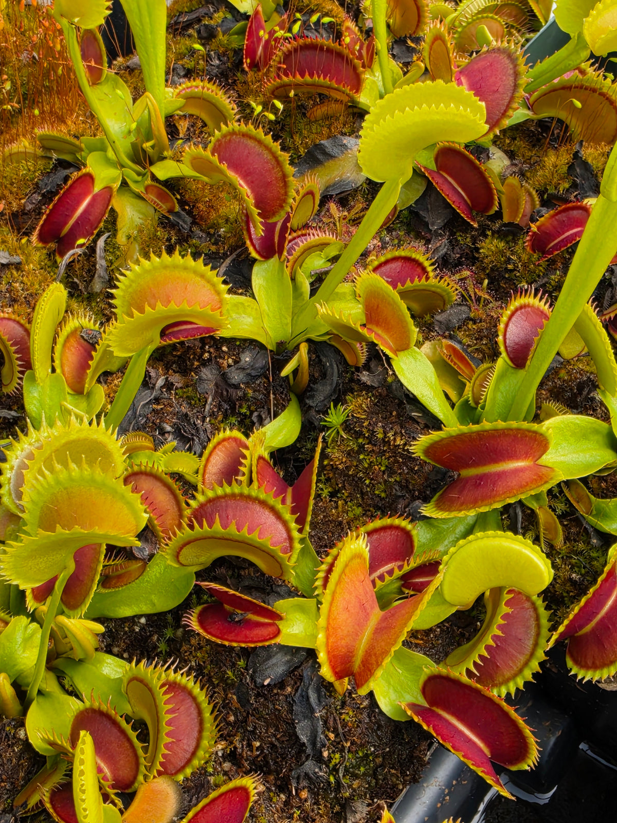Venus flytrap Trev's Dracula, lime-green traps with red center, potted houseplant on Tampa Home & Garden Store