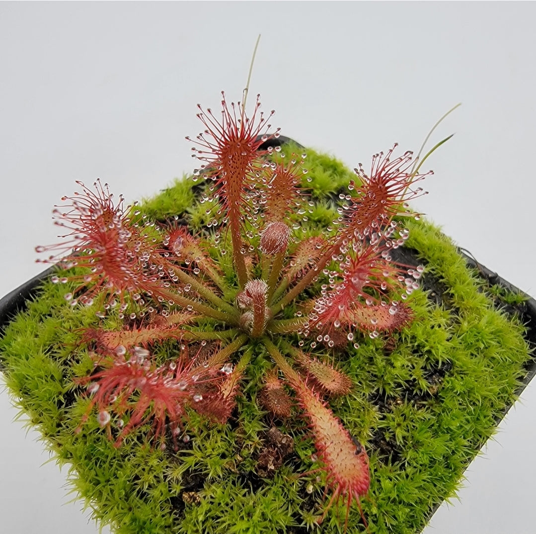 Drosera oblanceolata sundew in a pot with red dew-covered tentacles atop bright green moss on Tampa Home & Garden Store