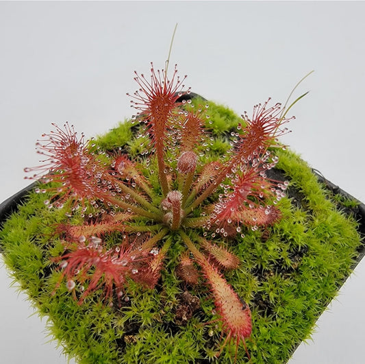 Drosera oblanceolata sundew in a pot with red dew-covered tentacles atop bright green moss on Tampa Home & Garden Store
