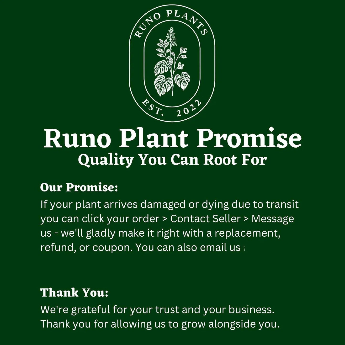Syngonium Mystery Bundle Box With 3 Plants