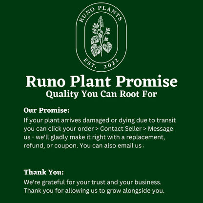 Syngonium Mystery Bundle Box With 3 Plants
