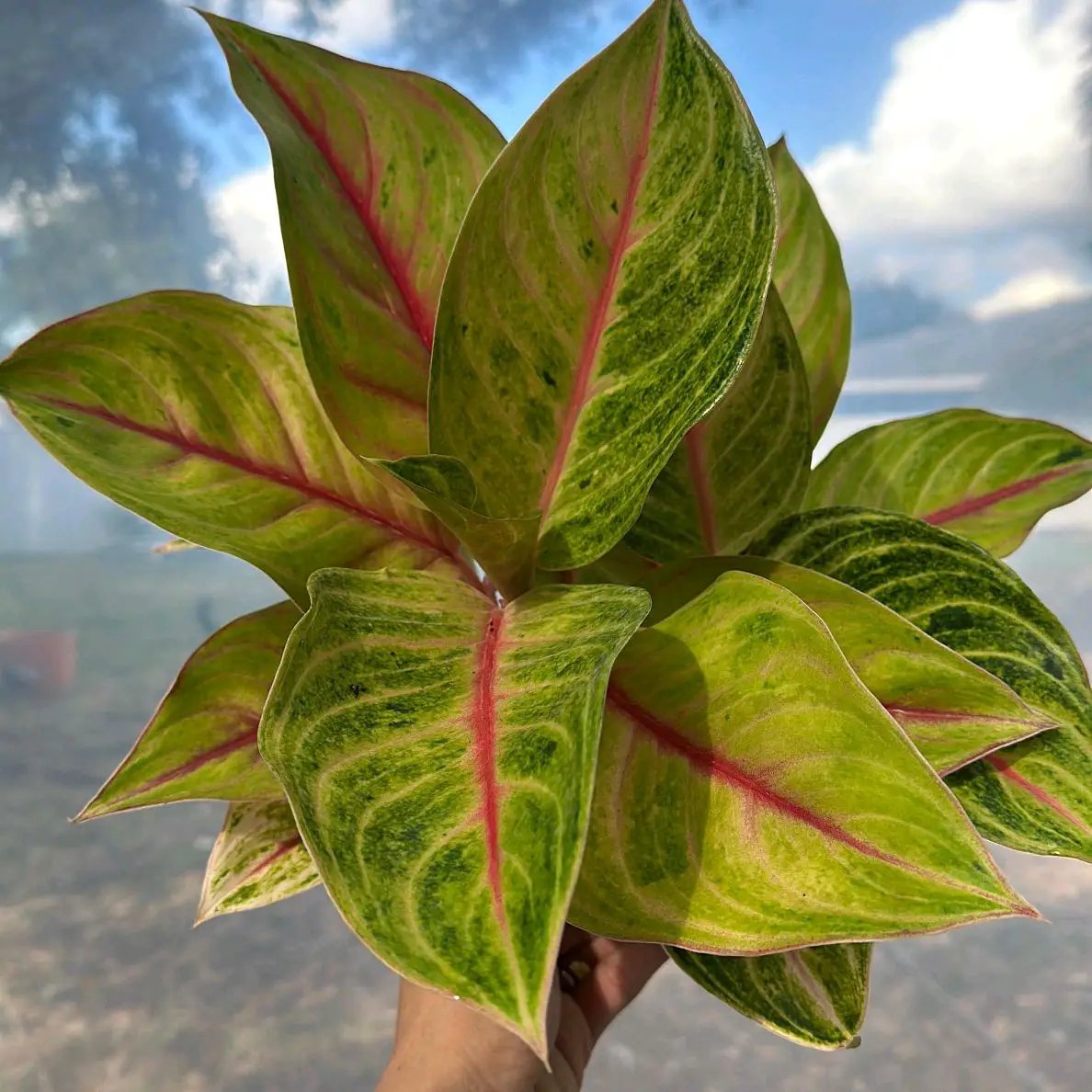 Aglaonema Golden Fluorite Chinese Evergreen plant with green-yellow leaves and pink midribs on Tampa Home & Garden Store