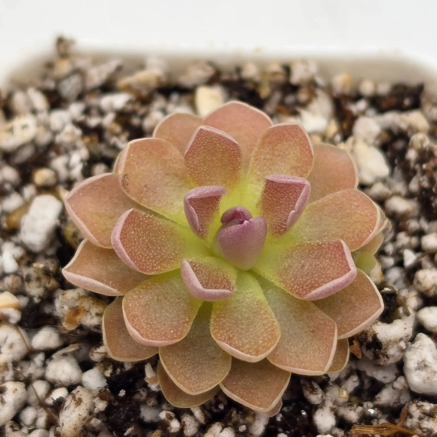 Pinguicula PE Formosa Carnivorous Plant