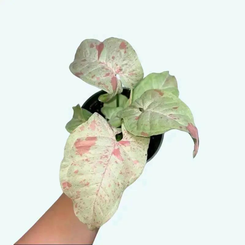 Syngonium Mystery Bundle Box With 3 Plants