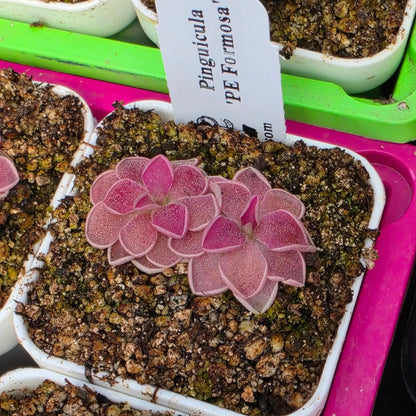 Pinguicula PE Formosa Carnivorous Plant