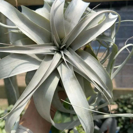 Tillandsia Xerographica Air Plant For Bold Decor