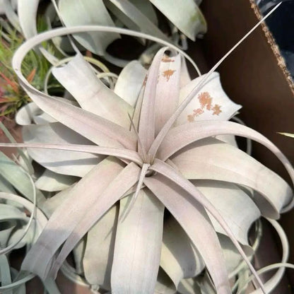 Tillandsia Xerographica Air Plant For Bold Decor