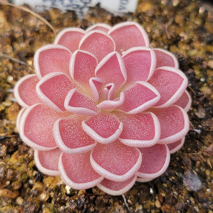 Pinguicula Ehlersiae Tolantongo Pink Rosette