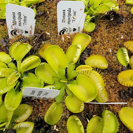 Venus Flytrap Triton live plant in pot with bright lime-green traps atop moss on Tampa Home & Garden Store