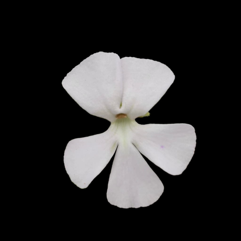 Pinguicula ehlersiae live plant (white flower)