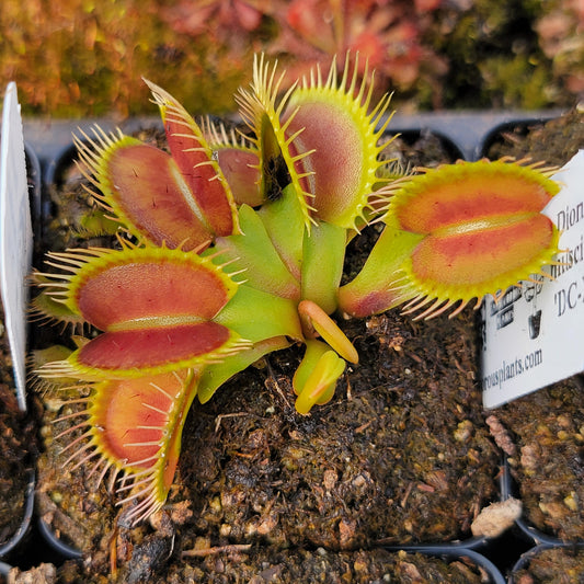 Venus flytrap DC-XL plant with red traps and lime-green margins Rainbow Carnivorous Plants LLC on Tampa Home & Garden Store
