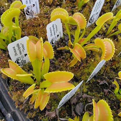 Venus Flytrap Plant "Dente"