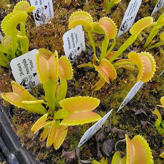 Venus Flytrap Plant "Dente"