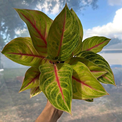 Aglaonema Golden Fluorite variegated leaves with pink midrib, a potted houseplant on Tampa Home & Garden Store