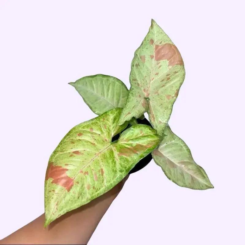 Syngonium Mystery Bundle Box With 3 Plants