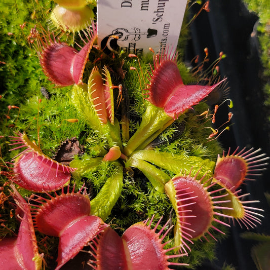 Venus Flytrap Plant 'Schuppenstiel II'