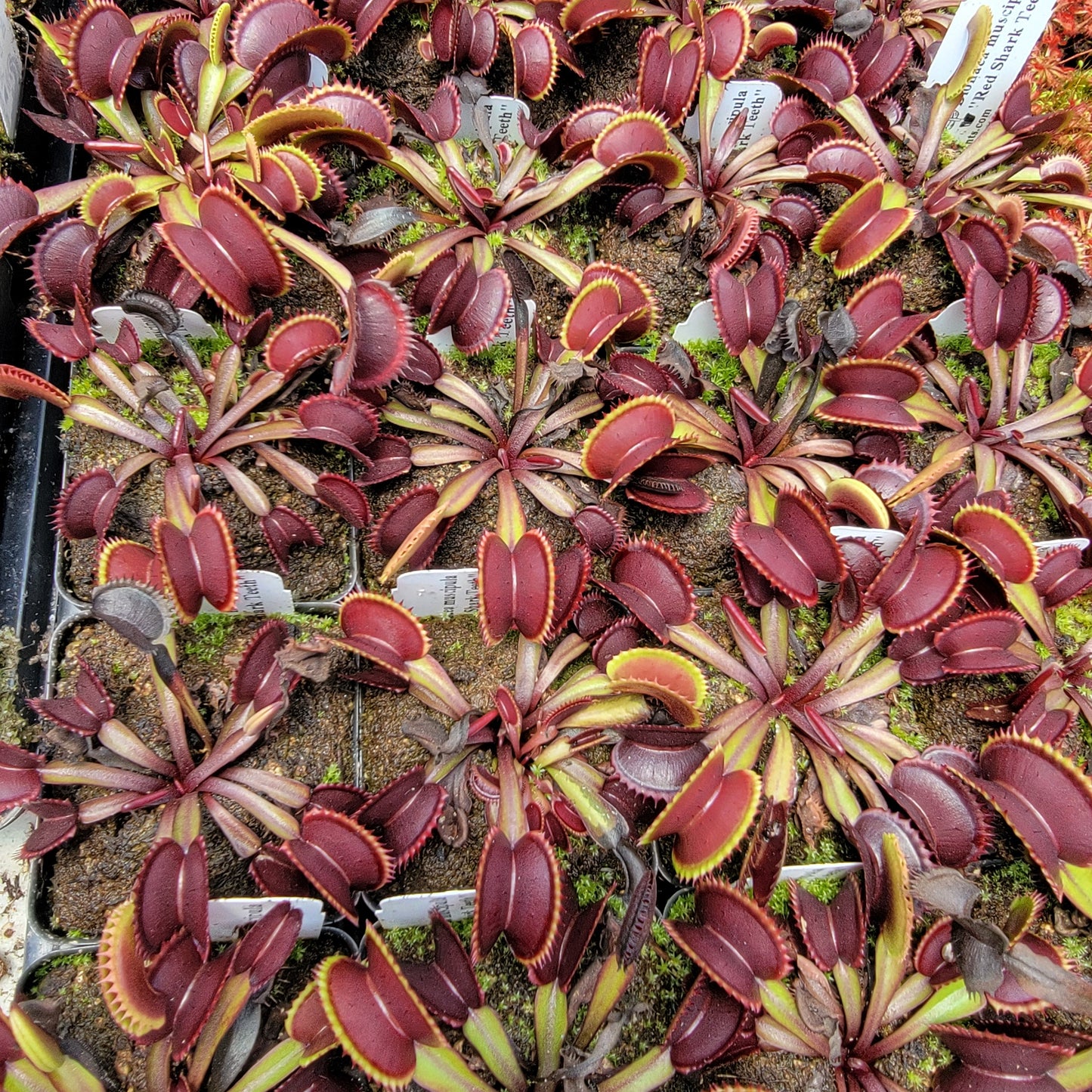 Plante attrape-mouches de Vénus "Red Shark Teeth"