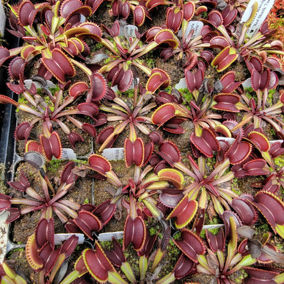 Plante attrape-mouches de Vénus "Red Shark Teeth"
