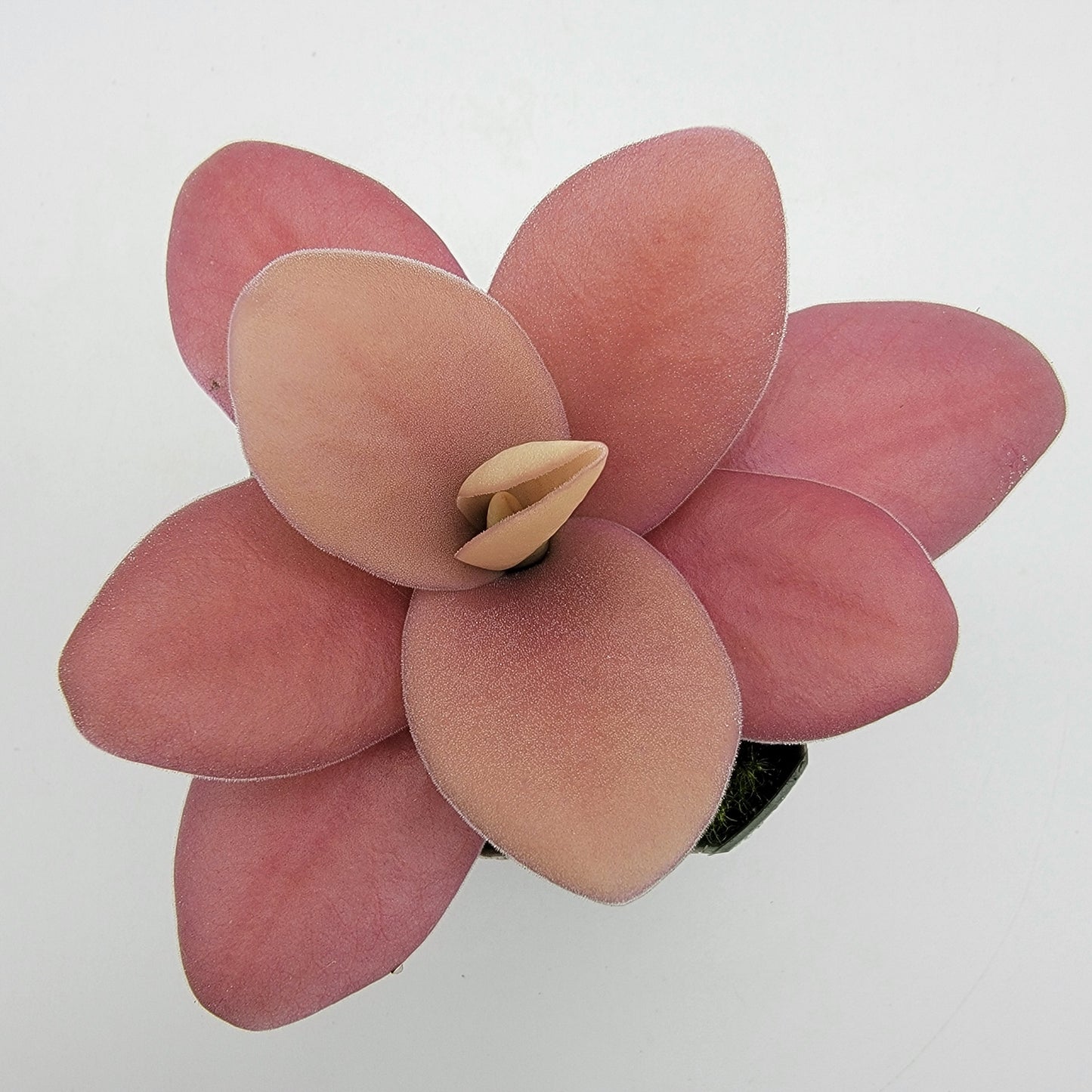 Pinguicula gigantea red live plant