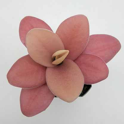 Pinguicula gigantea red live plant