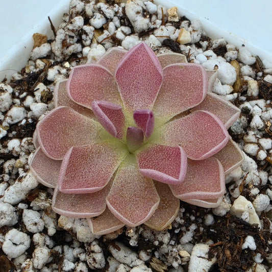 Pinguicula PE Formosa butterwort rosette with pink leaves in substrate potted houseplant on Tampa Home & Garden Store