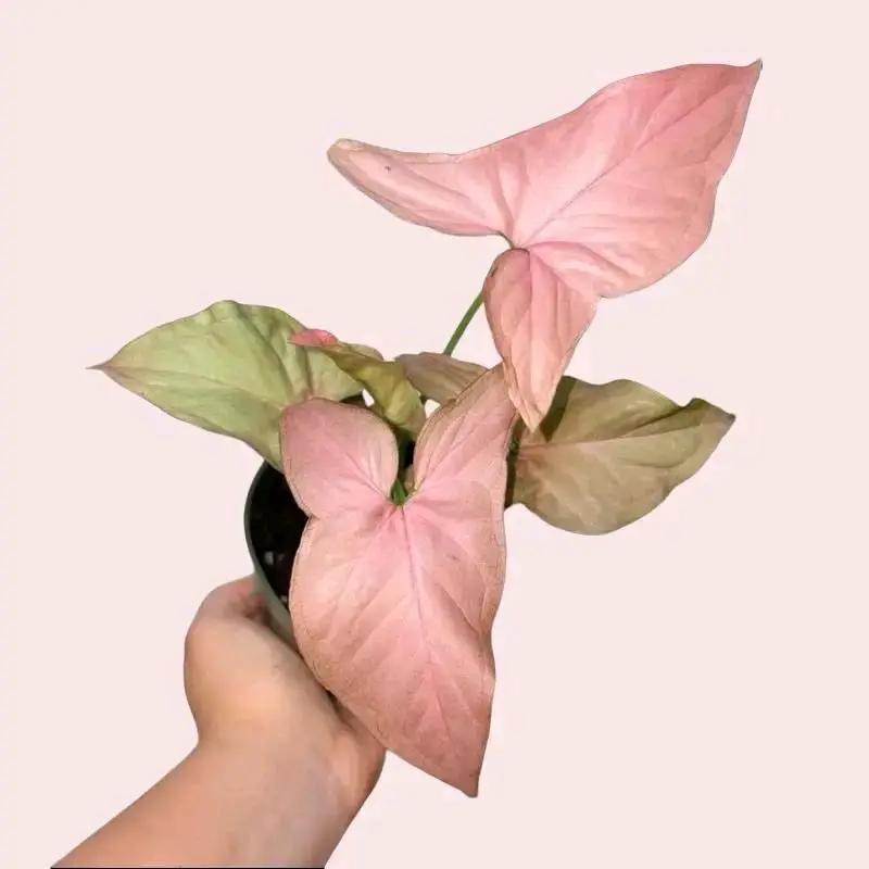 Syngonium Mystery Bundle Box With 3 Plants