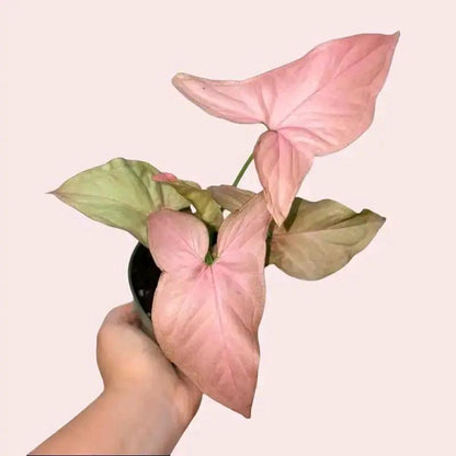 Syngonium Mystery Bundle Box With 3 Plants