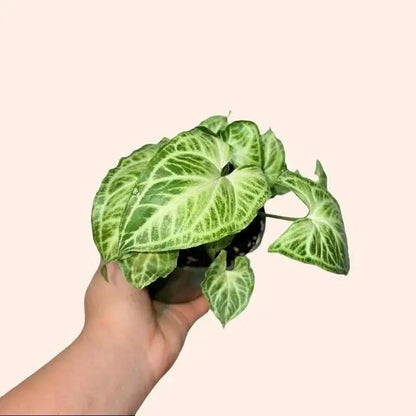 Syngonium Mystery Bundle Box With 3 Plants