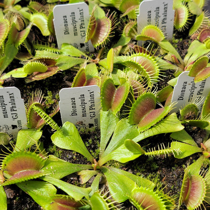 Venus Flytrap Plant 'GJ Phalanx'