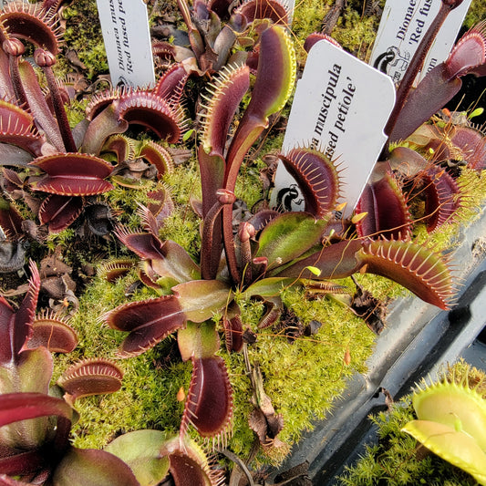 Venus Flytrap Plant 'Red Fused Petiole'